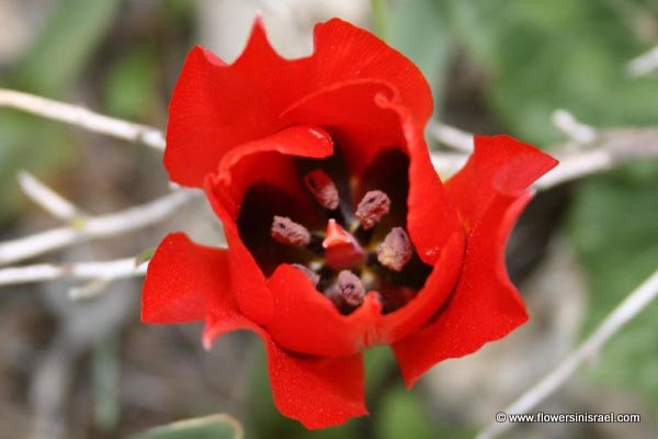 Tulipa agenensis,Nitzanim, Flower buds, ניצנים